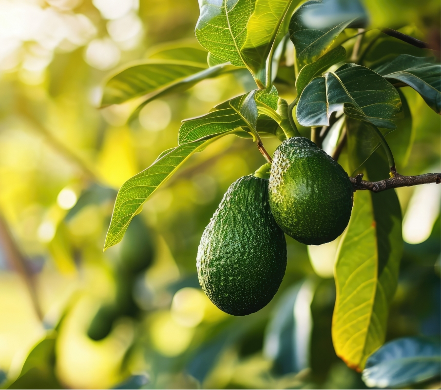 Avocados growing on a tree branch